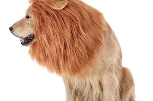 lion-dog-costume