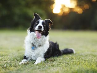 躺在草地上的边境牧羊犬