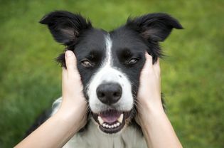 Owner cupping dog's face