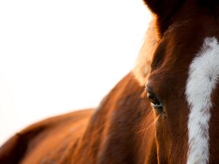 Chestnut horse eye close up