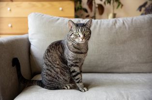 黑褐色条纹的猫坐在灰色的沙发上