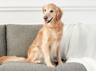 一只金毛猎犬懒洋洋地躺在沙发上