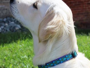LupinePet Dog Collar