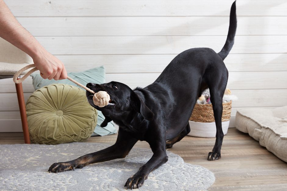 person playing tug of war with a dog