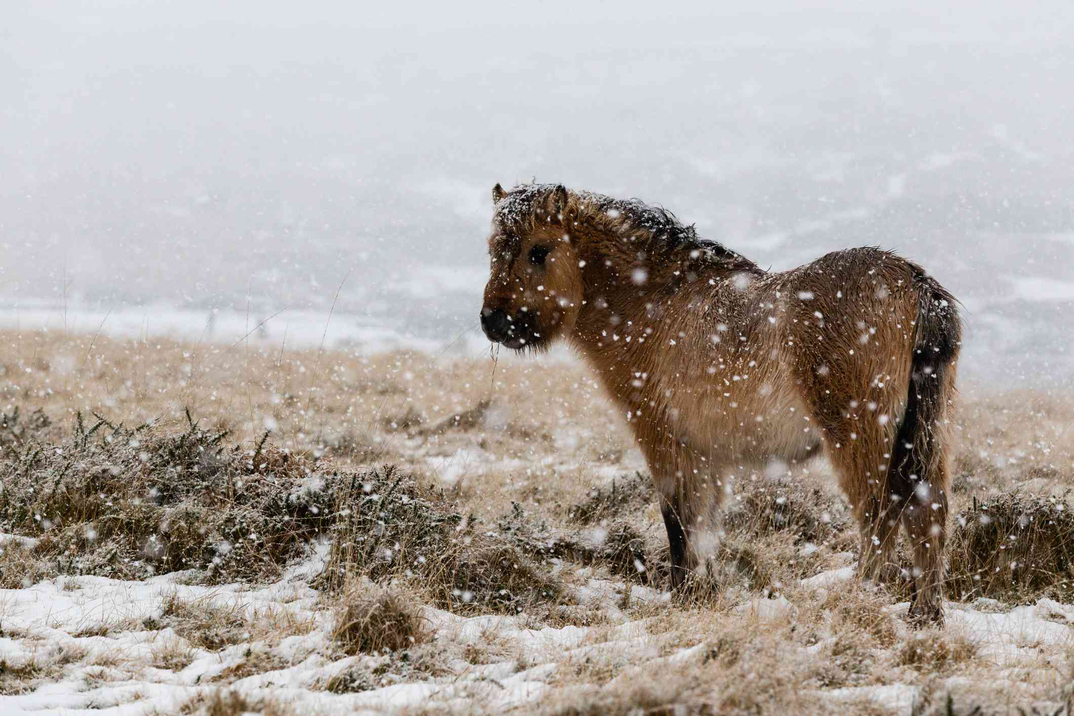 Hardy Dartmoor Pony