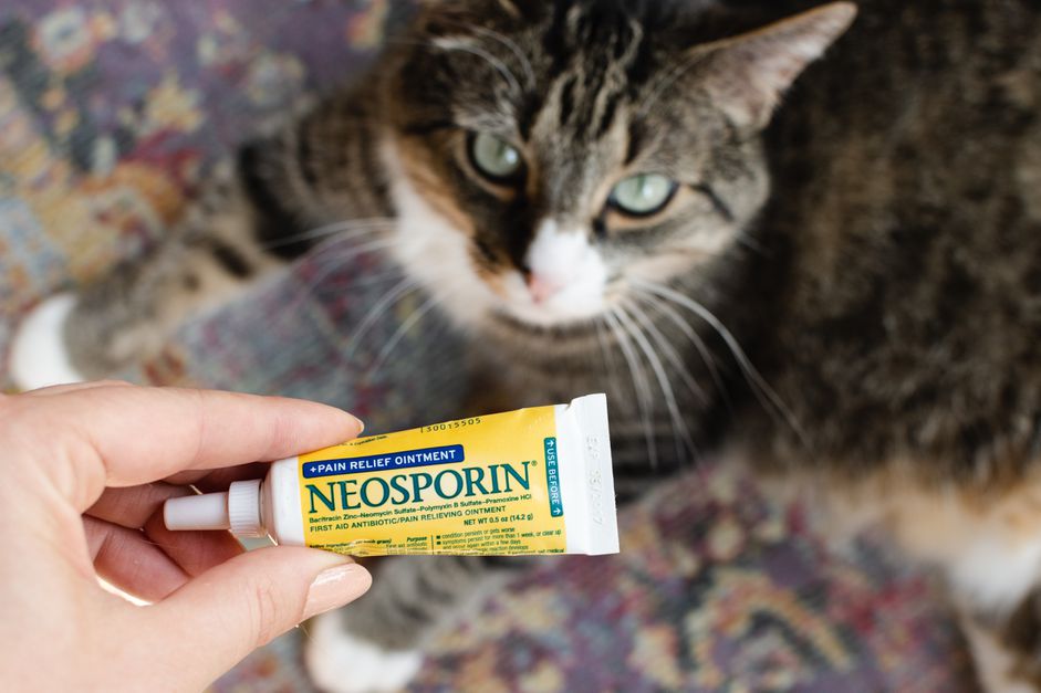 软膏挤包在棕色和白色的猫面前