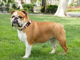 褐色和白色皮毛的英国斗牛犬站在草地上