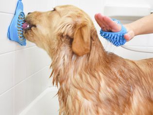 Dog with Lick Mat
