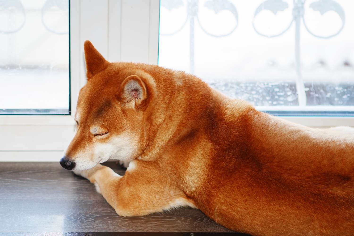 Red Shiba Inu sleeping