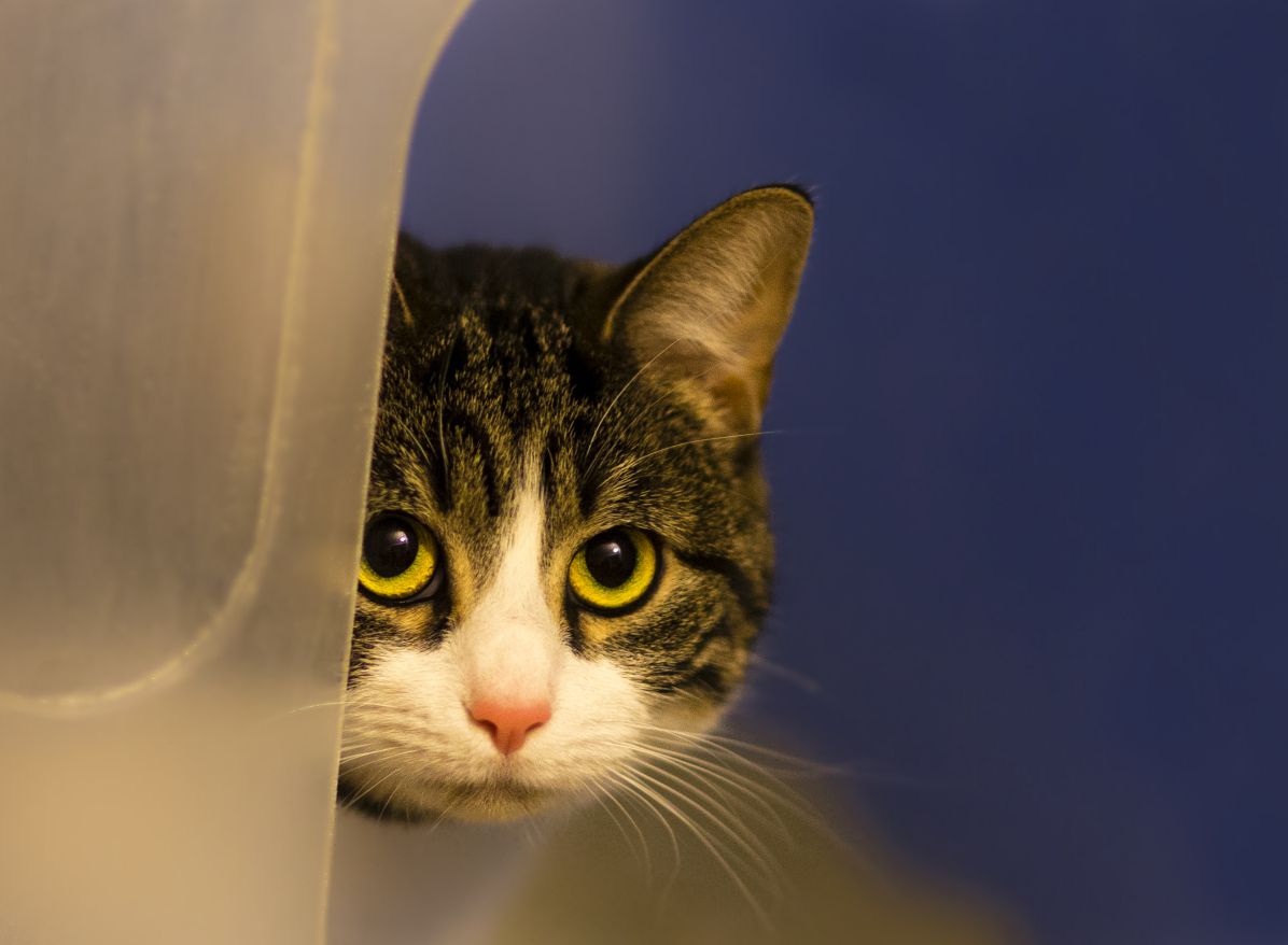 Scared cat hiding around a corner.