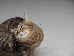 猫抓本身