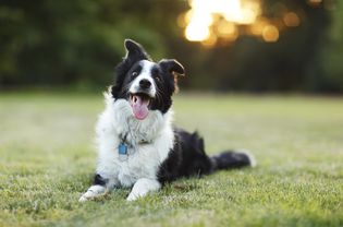 快乐的边境牧羊犬在户外