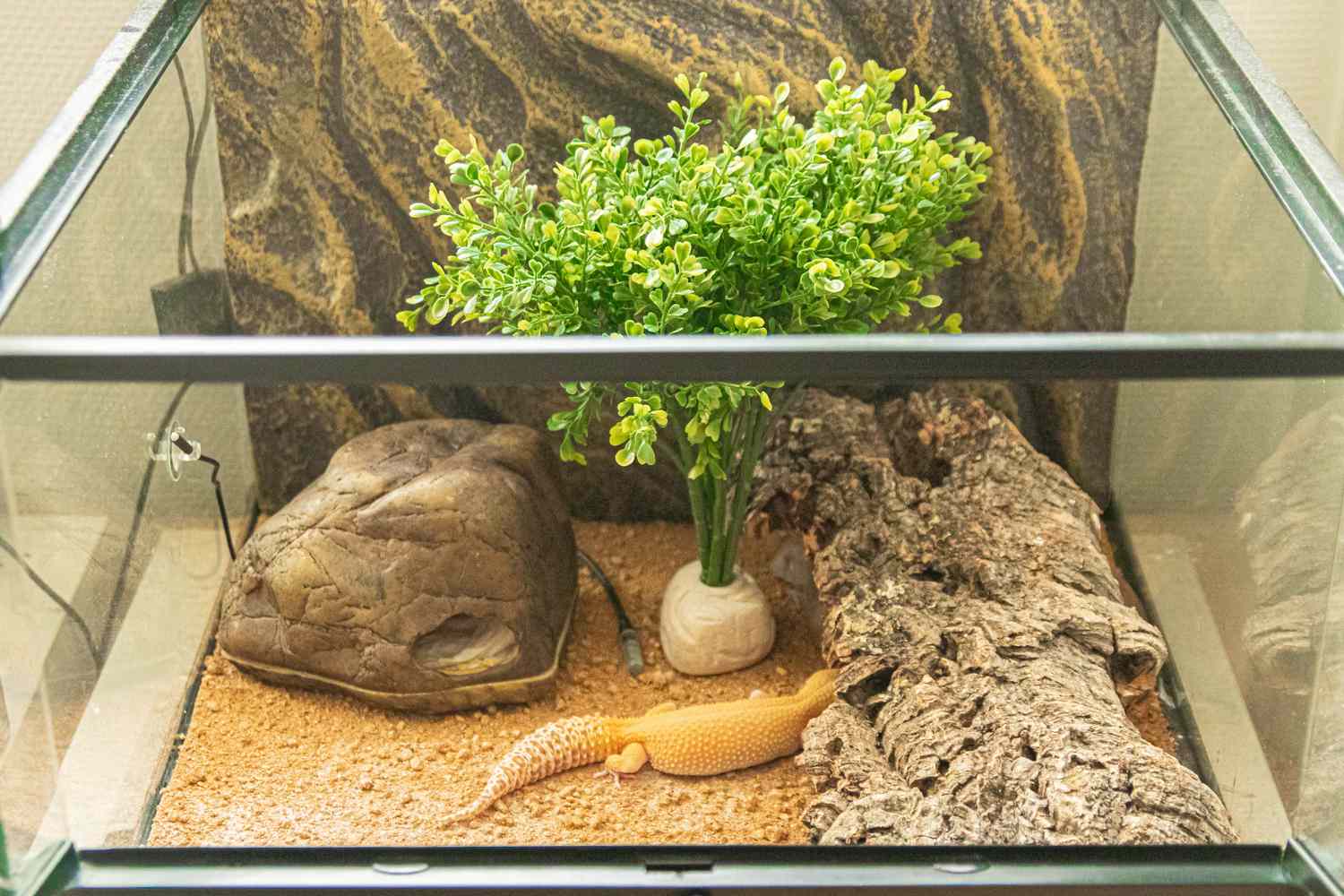豹纹壁虎的栖息地