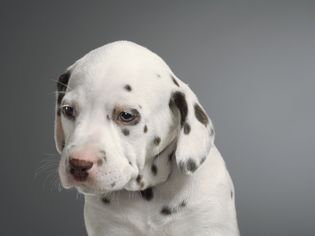 Dalmatianfaceresize.jpg.