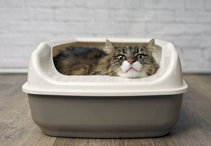猫在砂盆里