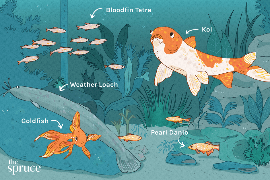 cold water fish illustration