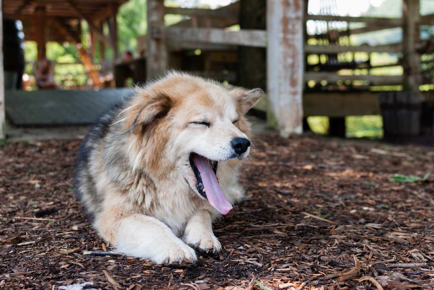 Yawning dog with its tongue out
