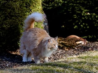 猫在外面喷洒灌木。