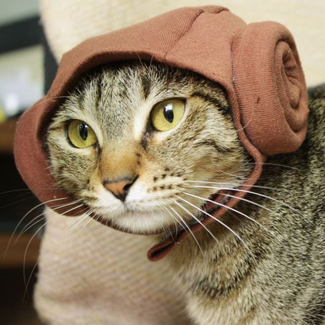 戴着莱娅公主头饰的猫
