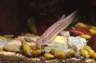 Weather loach (Misgurnus anguillicaudatus)