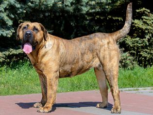 站在侧面侧面的Perro de Presa Canario狗