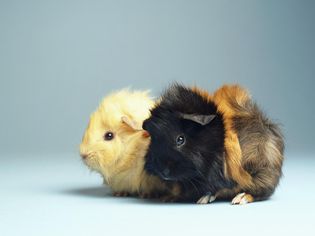 两个豚鼠