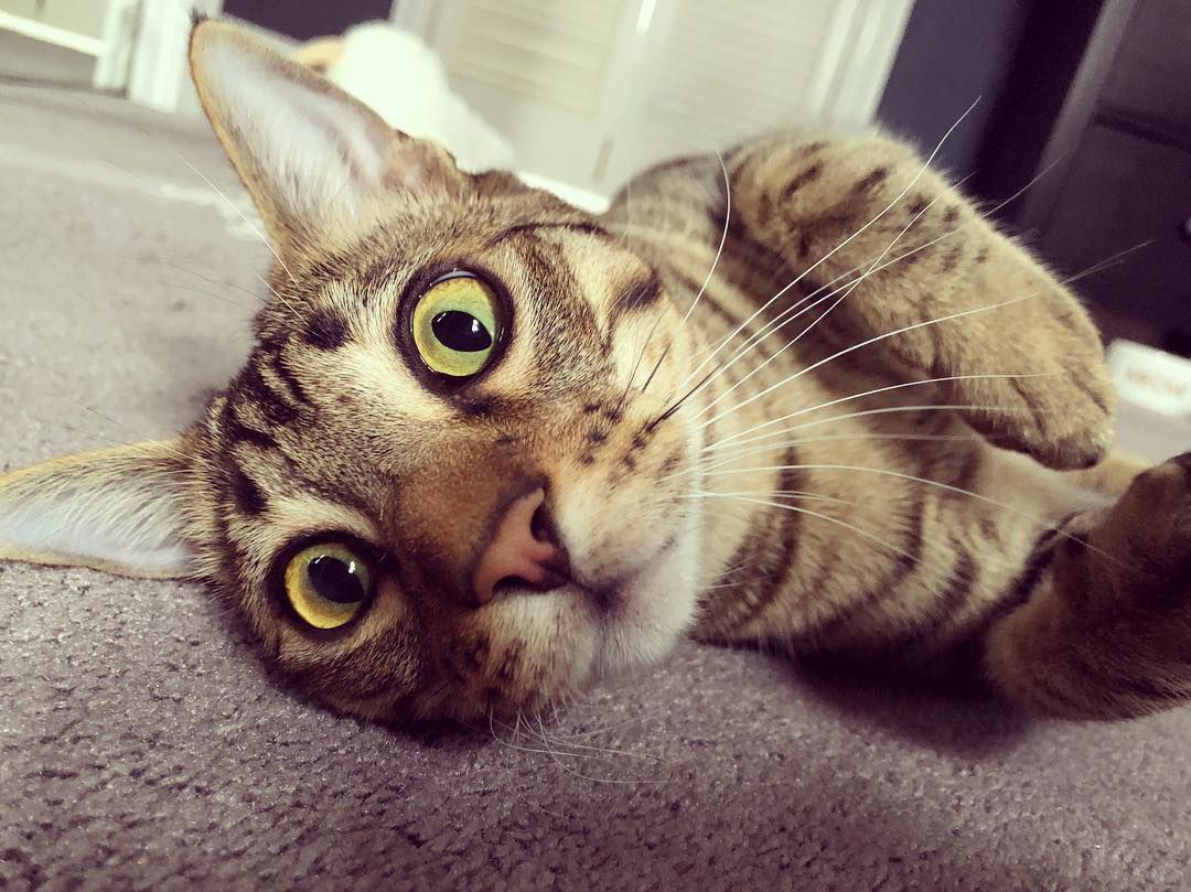 孟加拉猫