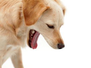 Dog open mouth vomiting