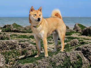 一只柴犬站在大海前的岩石上