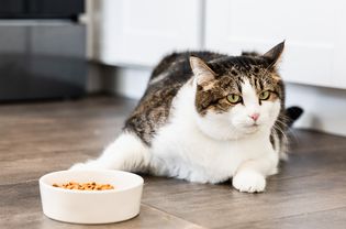 猫在它的食碗旁