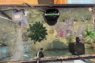 测试水族馆内不同的过滤器