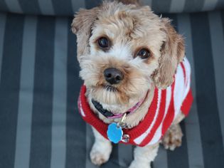 A beige dog in a red and white sweater