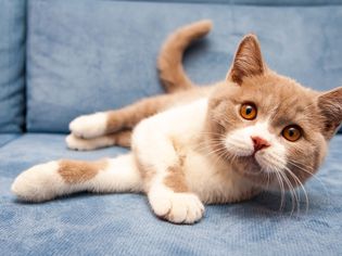 Orange British Shorthair cat lying on couch