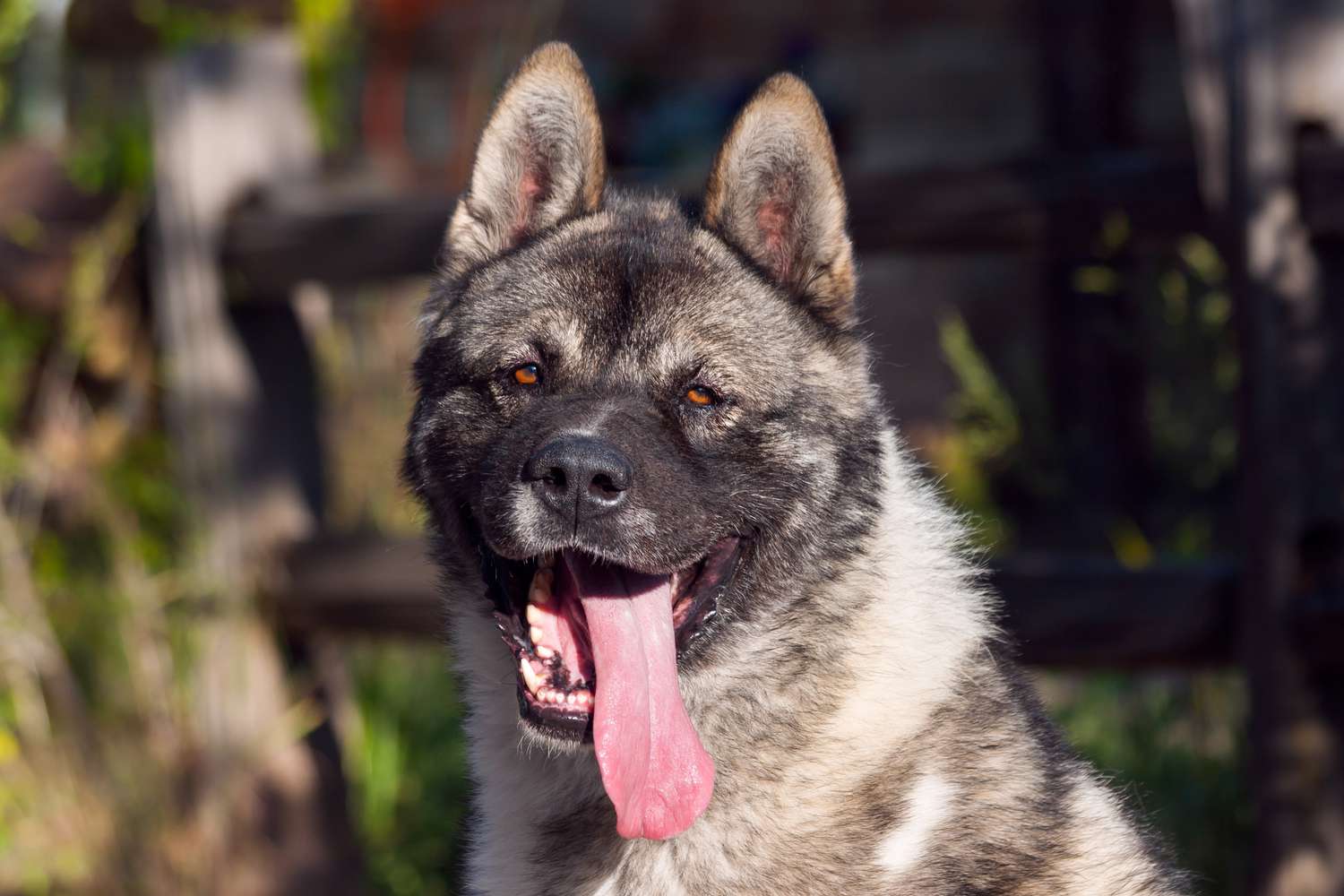 秋田犬的肖像