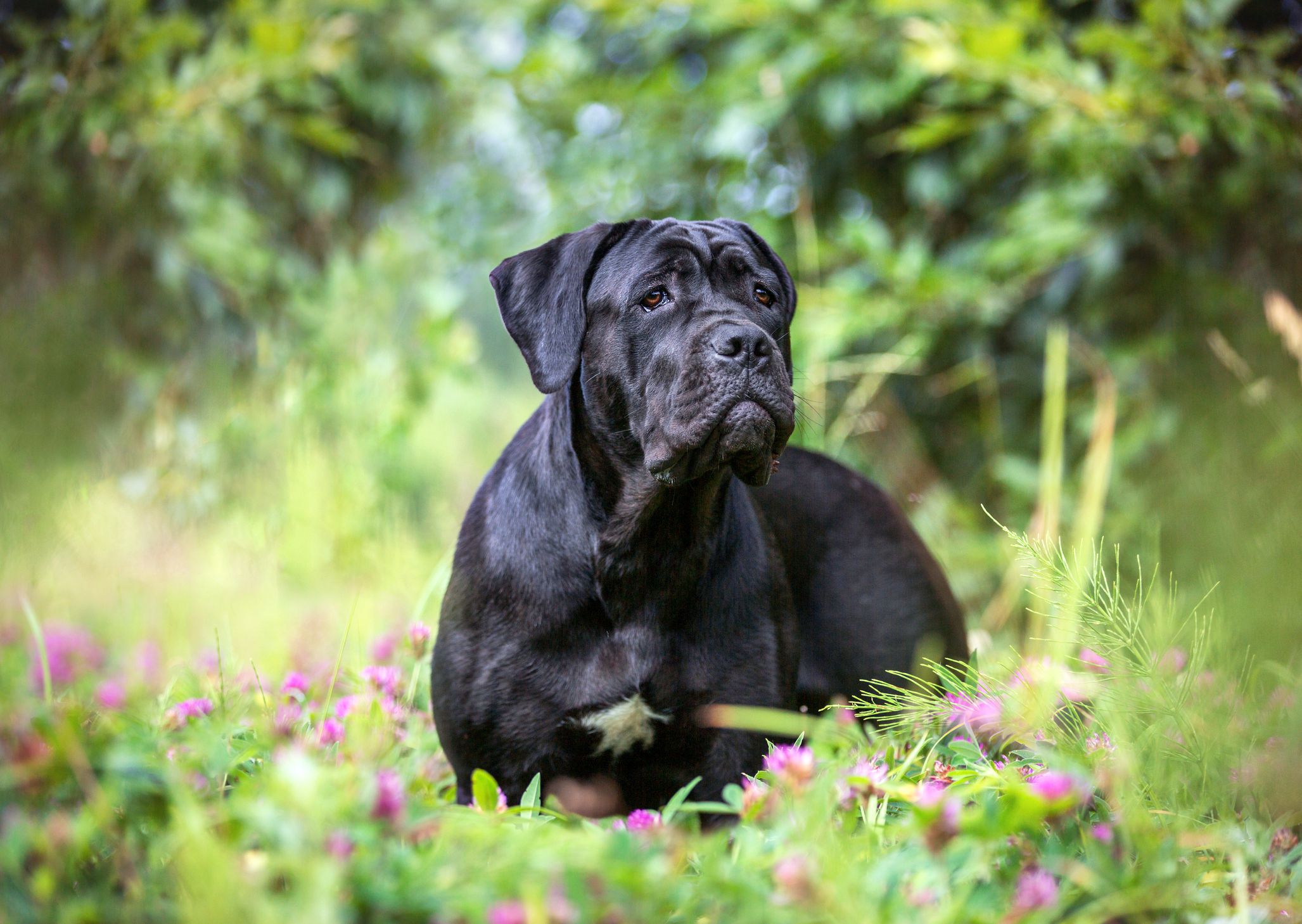 Cane corso dog outdoors