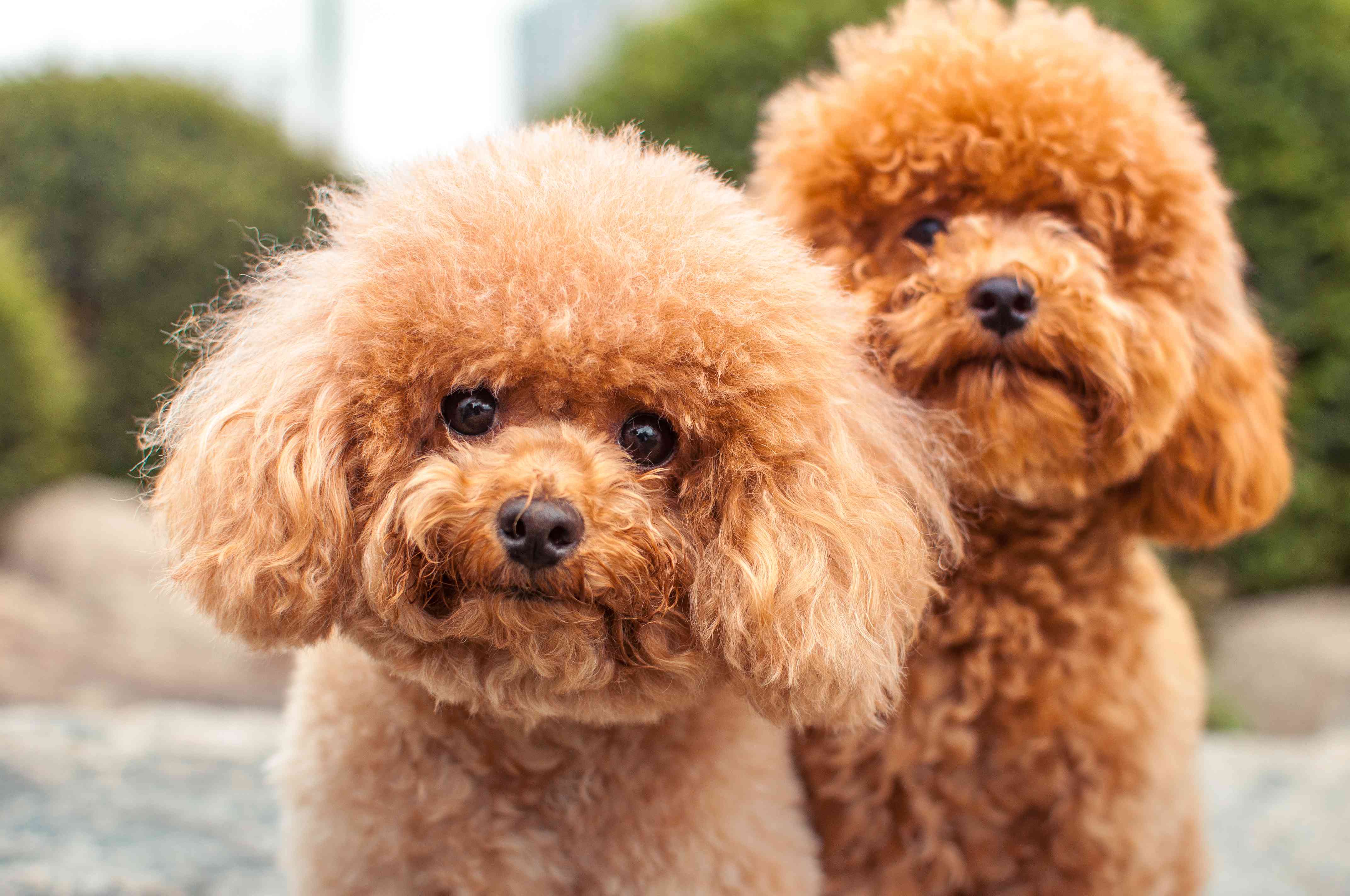 两个友好的贵宾犬