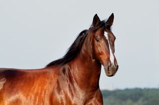 Bay Trakehner stallion in a field