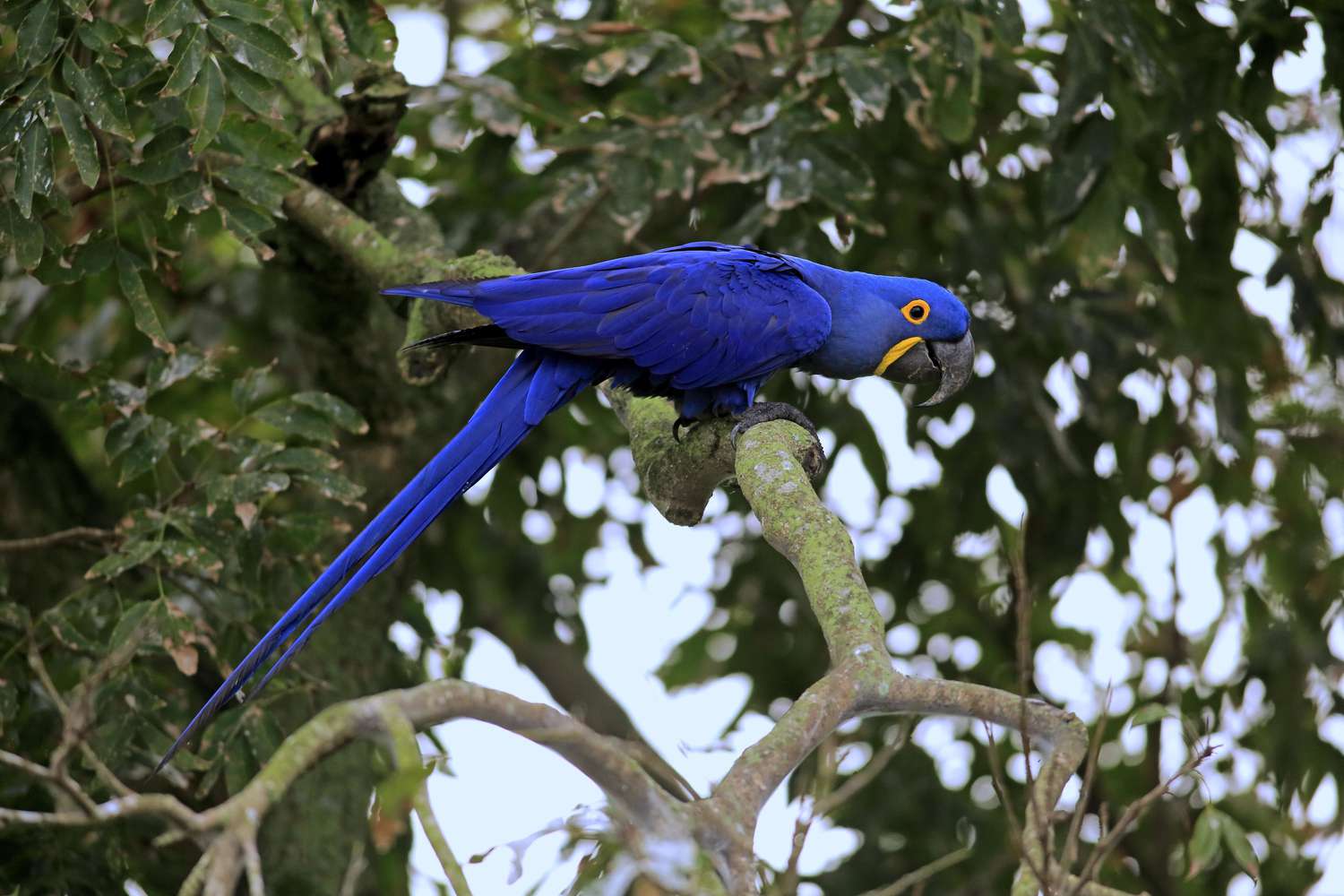 树上的蓝色风信子金刚鹦鹉(Anodorhynchus hyacinthinus)。