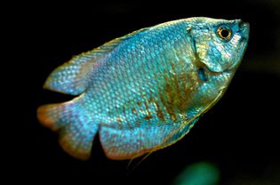 Gourami