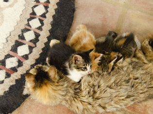 猫妈妈正在喂小猫