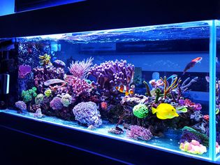 家庭水族馆设置