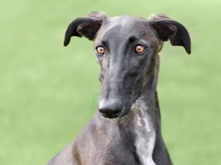 dark brindle Spanish Galgo