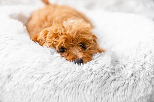 Light brown fluffy dog laying on light gray fluffy bed