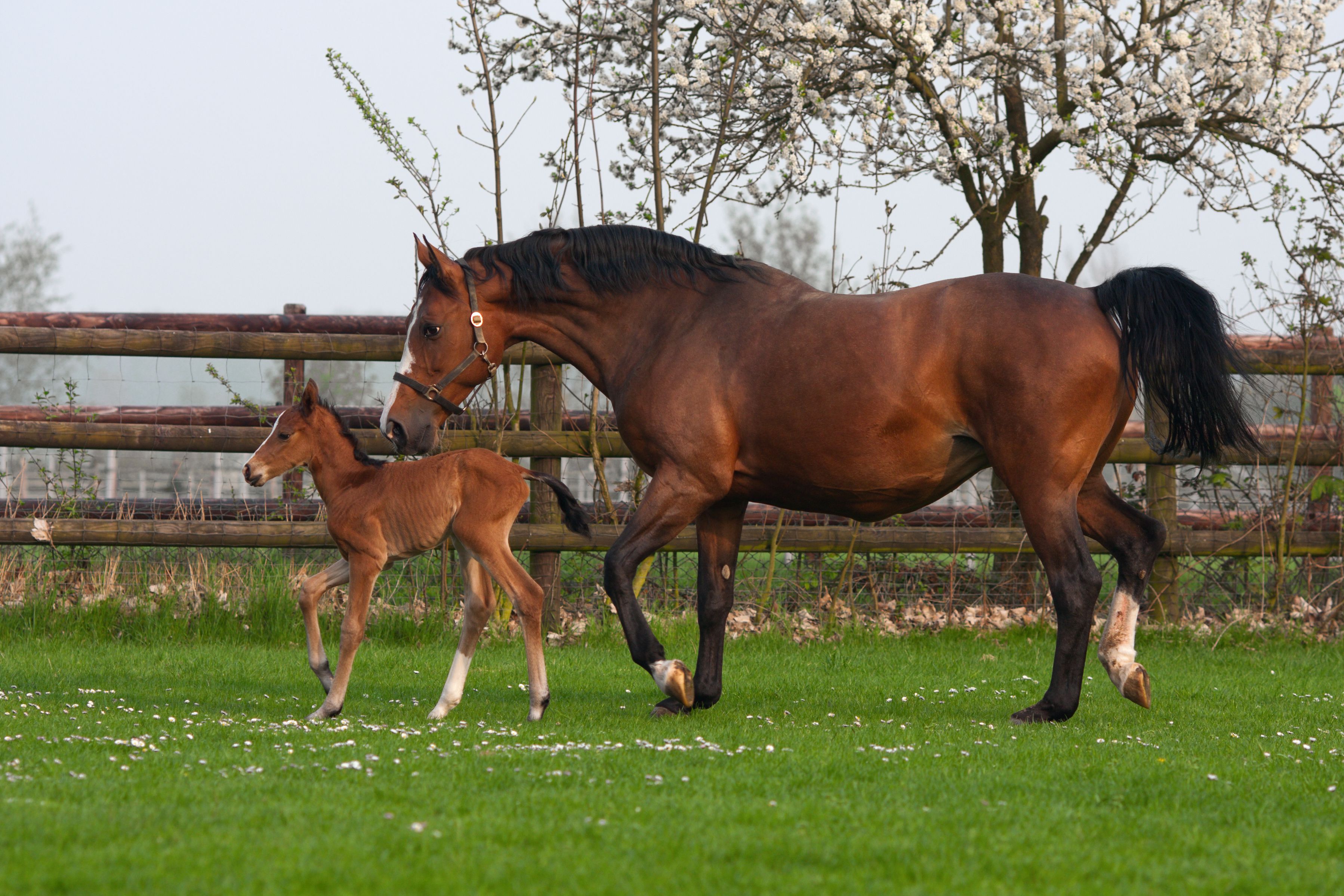 Westphalian mare and foal in a pasture.