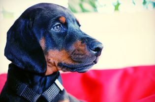 杜宾犬的户外特写