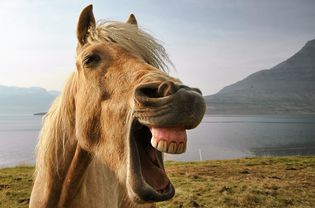 Portrait of Icelandic horse by lake