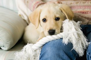 黄色的拉布拉多犬坐在沙发上一个女人的腿上