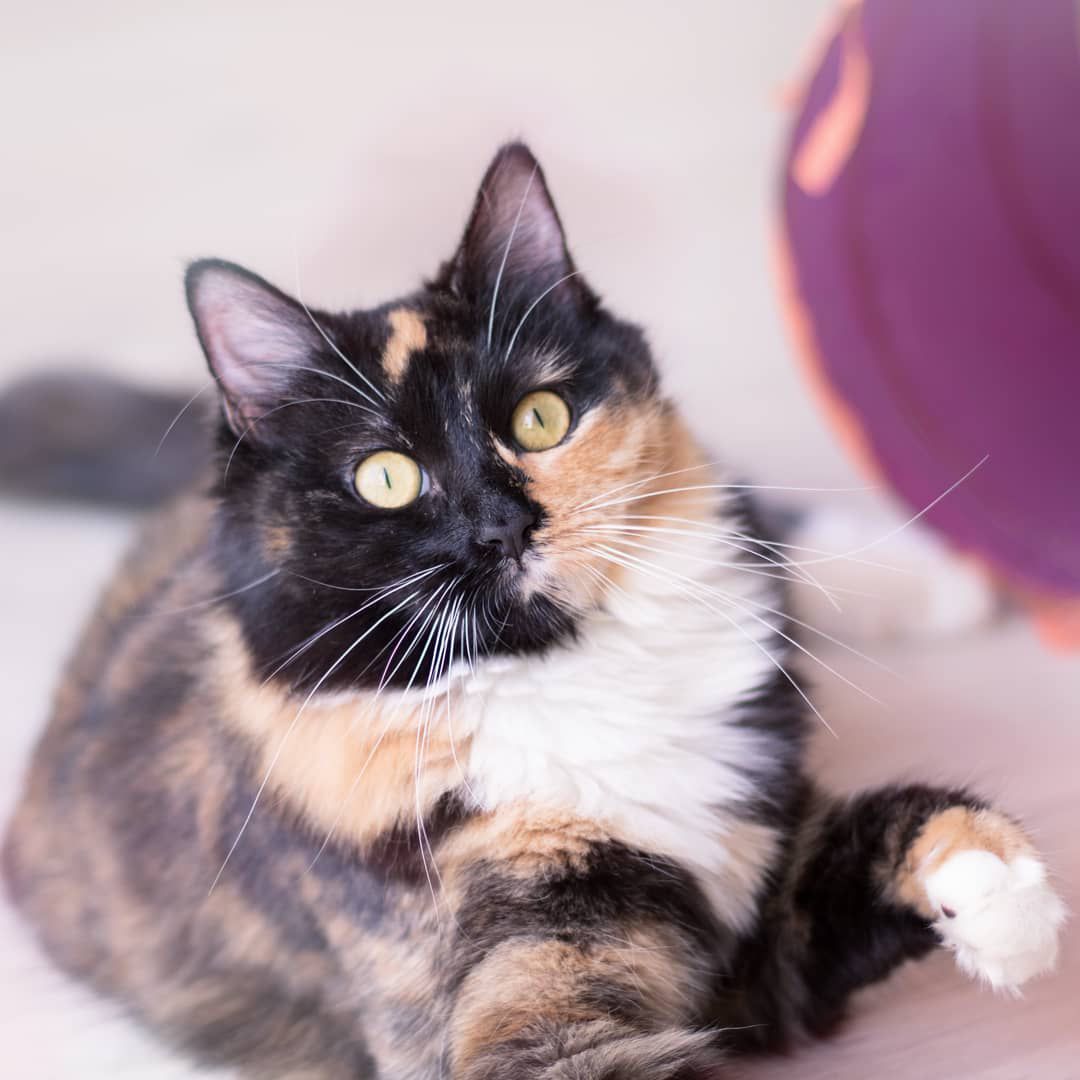 玳瑁色猫