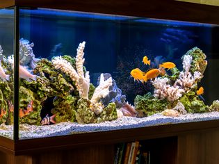 Freshwater aquarium in pseudo-sea style. Aquascape and aquadesign of aquarium