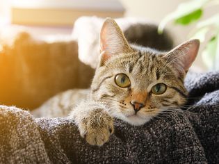 家猫躺在篮子里，上面盖着针织毯子，看着镜头。彩色照片。